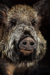 Fototapeta na wymiar wildschwein closeup kopf