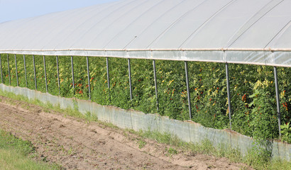 greenhouse and many plant of tomatoes