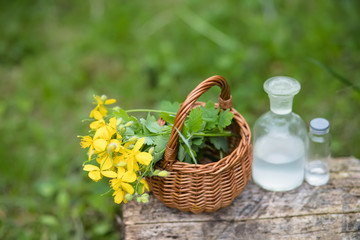 Fototapeta na wymiar Chelidonium majus, nipplewort, swallowwort or tetterwort yellow flowers in a wicker basket from the vine. Collection of medicinal plants during flowering in summer and spring. Medicinal herbs.