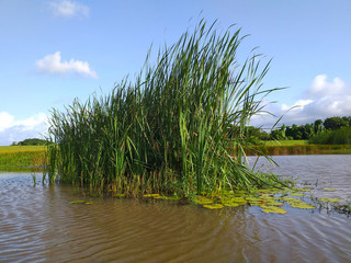 Pond on a beach in Guadeloupe, a french overseas department in the Caribbean. Pastures near the...