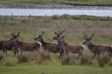 Rotwild in den schottischen Highlands