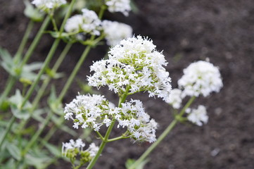 Fototapeta premium Closeup Centranthus alba known as Centranthus ruber Albus with blurred background in garden