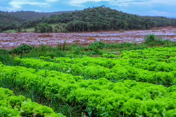 Fototapeta na wymiar Mineral tailings mud after dam rupture in Brumadinho, Minas Gerais, Brazil