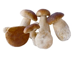 tasty,edible mushrooms cepe