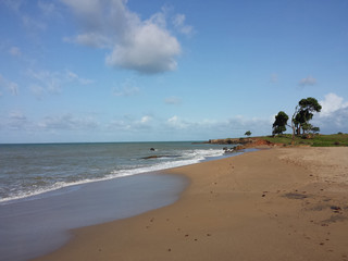 Wild beach and leaning trees in front of the sea in Guadeloupe. French West Indies. Pointe Allegre...
