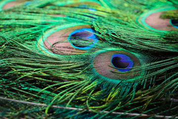 Close up detail of a male peacock's tail feathers shining in the sunshine