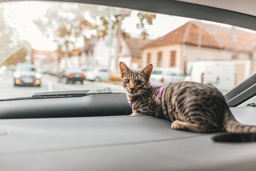 Stiped young male cat ridding in the car looking through the window curiously.