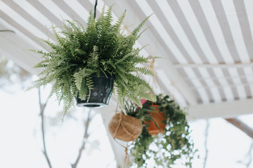 Plantes suspendues