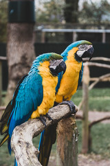 Macaw parrots on branches, blue yellow colorful parrots at the zoo.