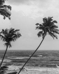 Goan seashore featuring palm trees and sea in Black and white