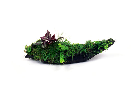 29 Best リシマキア Images Stock Photos Vectors Adobe Stock 29 Best リシマキア Images Stock Photos Vectors Adobe Stock