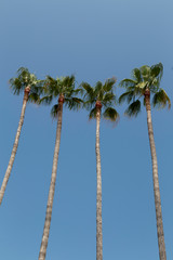detail of four tall palm trees against a blue sky in Cannes, South of France