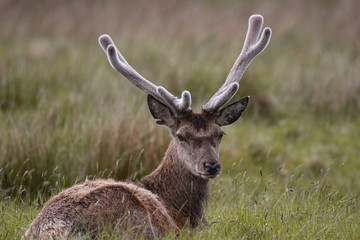 Hirsche in den Schottischen Highkands