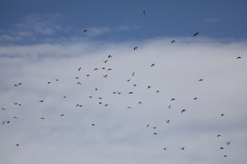 Viele Zugvögel Wildgänse fliegen am blauen Himmel