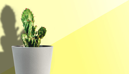 small potted cactus plant against abstract yellow background