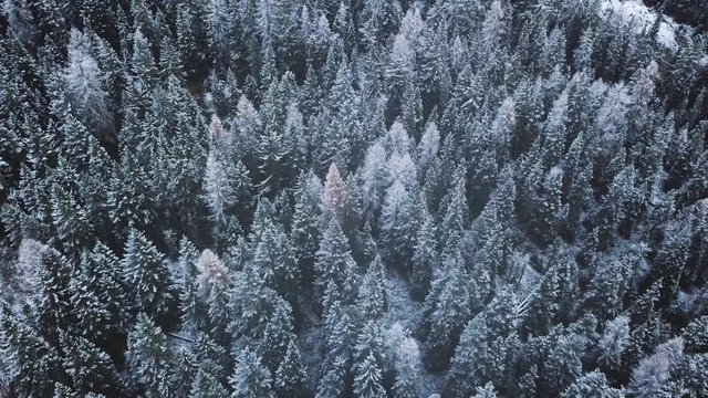 winter background, pine forest in snow, flying above fir trees