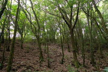 Dense Cloud Forest at Kew Mae Pan Nature Trail, Chiang Mai, Thailand.