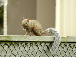 Verwundetes Eichhörnchen