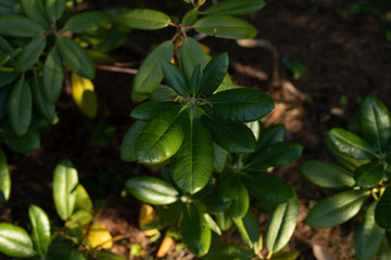 rhododendron leaves