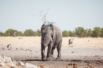 elephant in the etosha national park