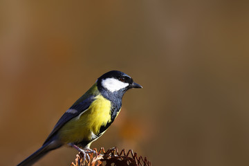 Portrait of a Tit on a brown blurred background