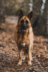 German Shepherd Dog Portrait in Autumnal Park. Bokeh Blurred Background