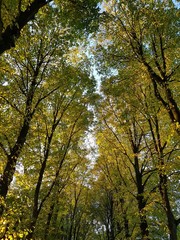Lane of Linden trees illuminated by bright sunlight with blue sky in the beginning of fall