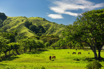 Fototapeta premium Horses grazing on ranch land beside a mountain west of Puerto Plata Dominican Republic
