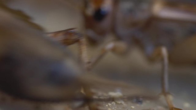 Macro showing two crickets during eating meal