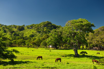 Fototapeta premium Horses grazing on a ranch west of Puerto Plata Dominican Republic