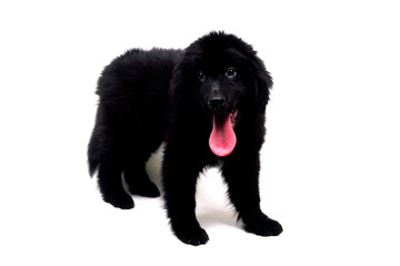 ニューファンドランド