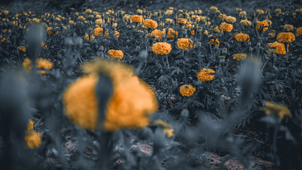 Beautiful marigold 