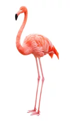 Fotobehang Vogel flamingo op een witte achtergrond © ILYA AKINSHIN