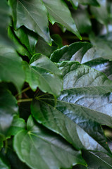 Naklejka na ściany i meble Dark green shiny lush foliage of a healthy plant. Saturated glossy leaves. Natural background. Selective focus. Closeup