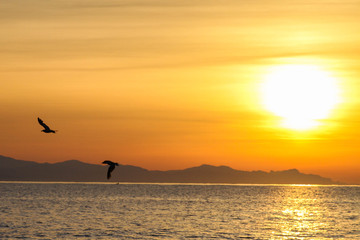 wallpaper sunrise, two seagulls hovering over the sea