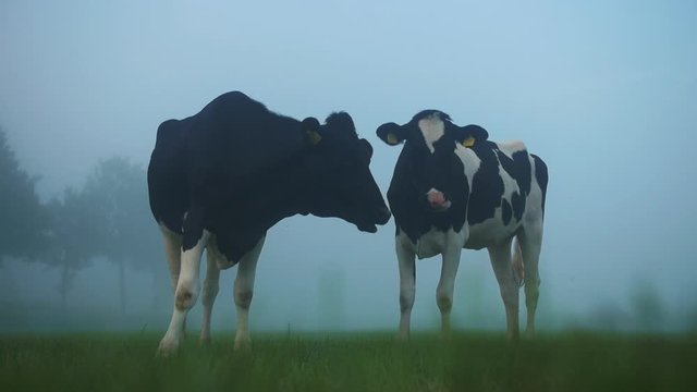 beautiful sunrise with morning dew and foggy meadow in the dutch coutryside with cows grazing. Nitrogen, environment.