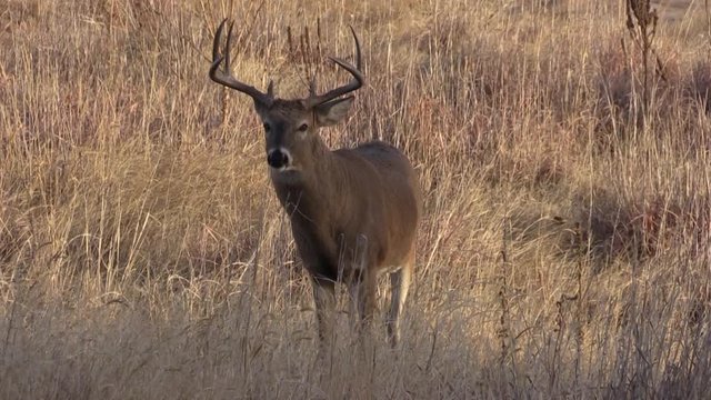 Whitetail Buck During the Fall Rut in Colorado