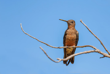 Giant Hummingbird - Patagona gigas, special large hummingbird from Andean slopes of South America,...