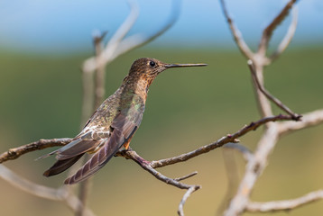 Fototapeta na wymiar Giant Hummingbird - Patagona gigas, special large hummingbird from Andean slopes of South America, Tambo Condor, Ecuador.