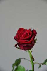 red rose isolated on white background
