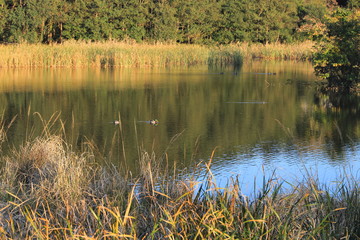 The pond with birds, Chiba, Japan