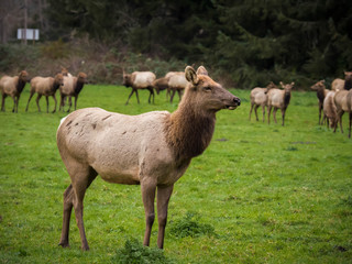 Naklejka na ściany i meble Elk Herd in Southern Oregon