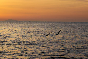 wallpaper sunrise, two seagulls hovering over the sea