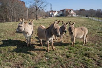 Small Herd of Donkeys