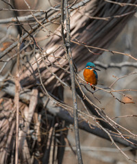 Kingfisher (Alcedo atthis) also known as 