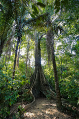 One of the jungle trees at Sandoval Lake. Puerto Maldonado, Peru.