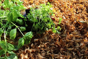Basilikum und Kerbel im Herbstlaub