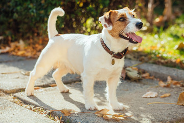 Portrait of trained Jack Russell puppy sitting in green park with piece of food on his nose waiting for command from owner. Cute small domestic dog, good friend for a family and kids.