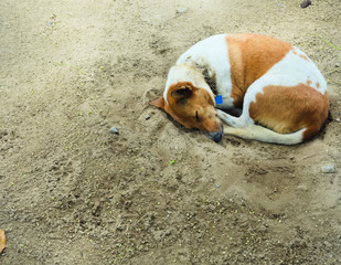 A brown and white stray dog sleeps on the cool sand