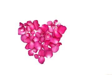 A heart sign of sweet pink rose corollas on white isolated background and copy space